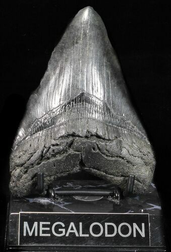 Large, Fossil Megalodon Tooth #56834